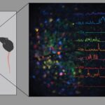 Screenshot Neuroplex allows scientists to measure and link neural activity of up to 9 unique cell types in behaving animals, significantly accelerating data collection.