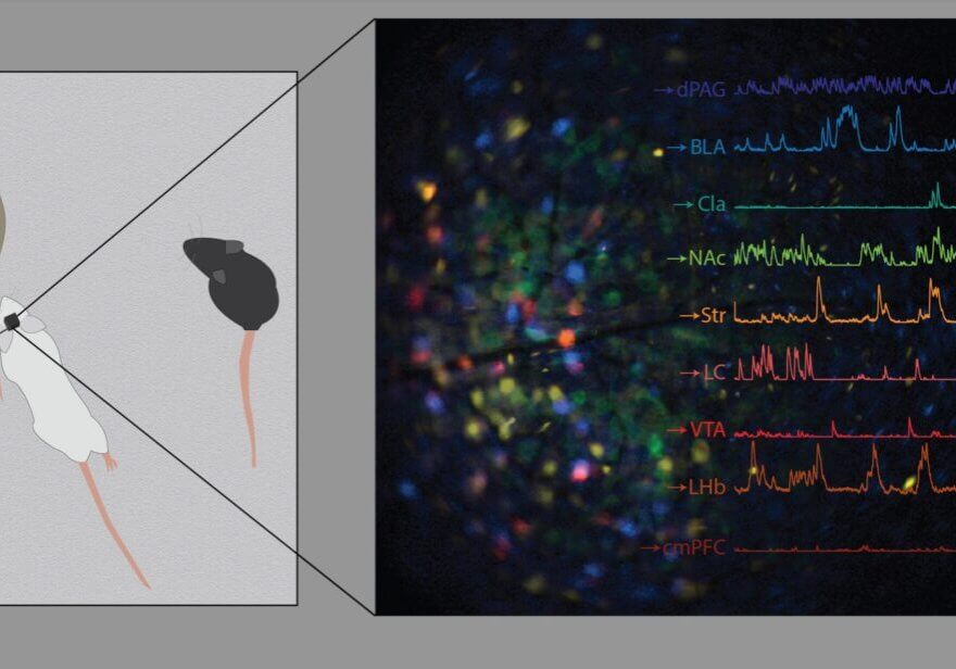 Screenshot Neuroplex allows scientists to measure and link neural activity of up to 9 unique cell types in behaving animals, significantly accelerating data collection.