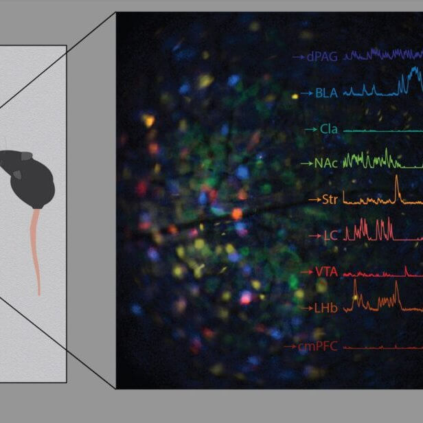 Neuroplex allows scientists to measure and link neural activity of up to 9 unique cell types in behaving animals, significantly accelerating data collection.