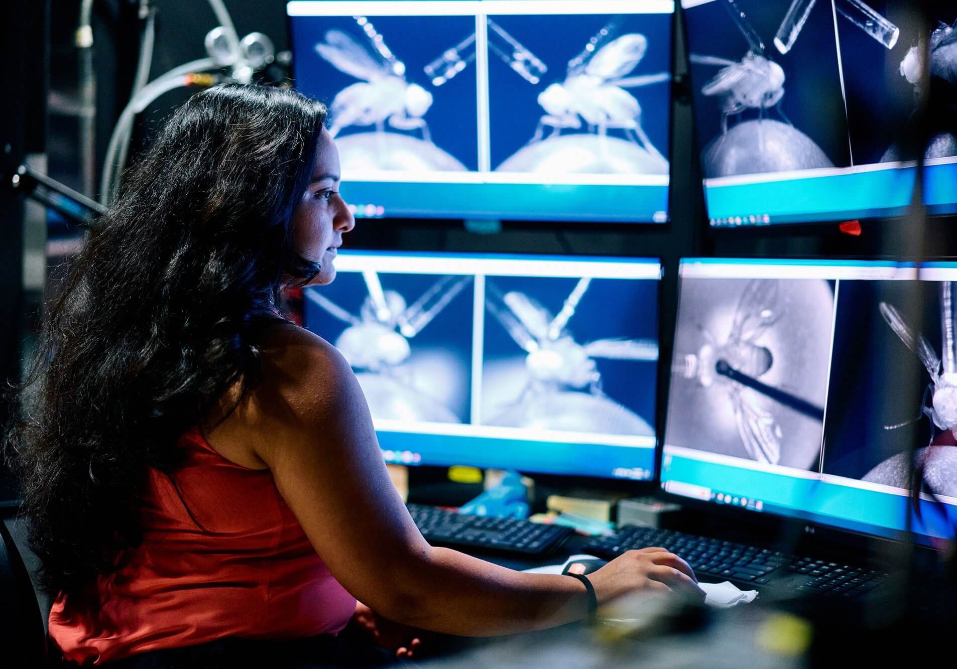 scientist-looking-at-lab-monitors-with-images-of-insects scientist-looking-at-lab-monitors-with-images-of-insects